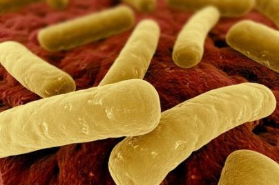 Clostridium difficile, bactérie, maladie, santé, transplantation fécale, 