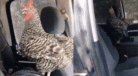 Une poule tente de fuir la chaleur