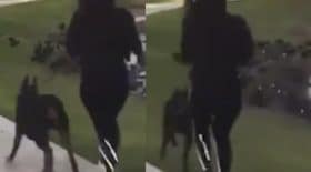 Son doberman croise une armée de canards