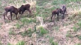 deux frères élans se battent
