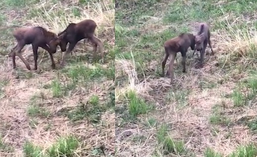 deux frères élans se battent