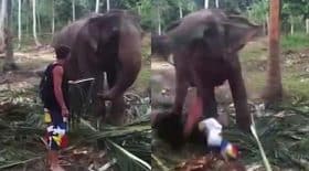 touriste mis à terre coup de trompe éléphant