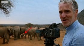 mais que font ces éléphants ?