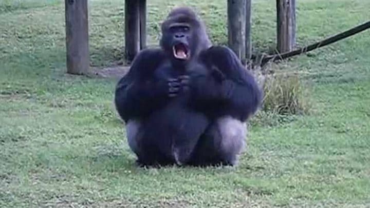 gorille langue des signes