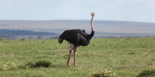 Jake Gyllenhaal, peurs, acteurs, stars, phobies, autruches