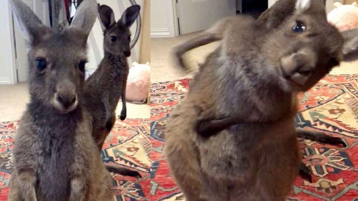 kangourou pet évacuer odeur