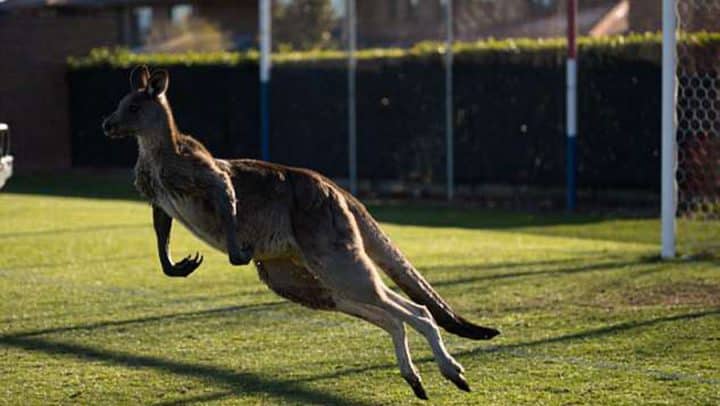 kangourou terrain de football match