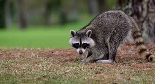 Katie Holmes, peurs, stars, ratons laveurs