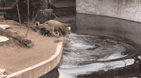 un lion tombe à l'eau