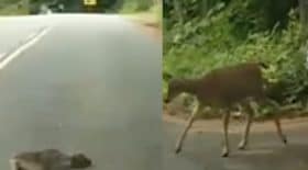 cette maman biche est venue en aide à son petit