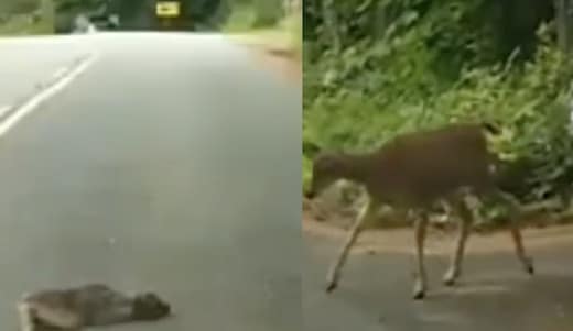 cette maman biche est venue en aide à son petit