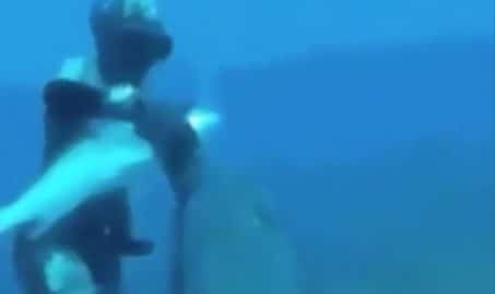 Un plongeur se fait attaquer par un mérou