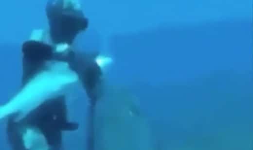 Un plongeur se fait attaquer par un mérou