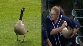 Une oie perturbe un match de base-ball !