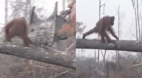 cet orang-outan se précipite su un bulldozer qui détruit son habitat naturel