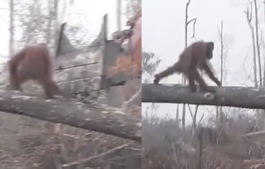 cet orang-outan se précipite su un bulldozer qui détruit son habitat naturel