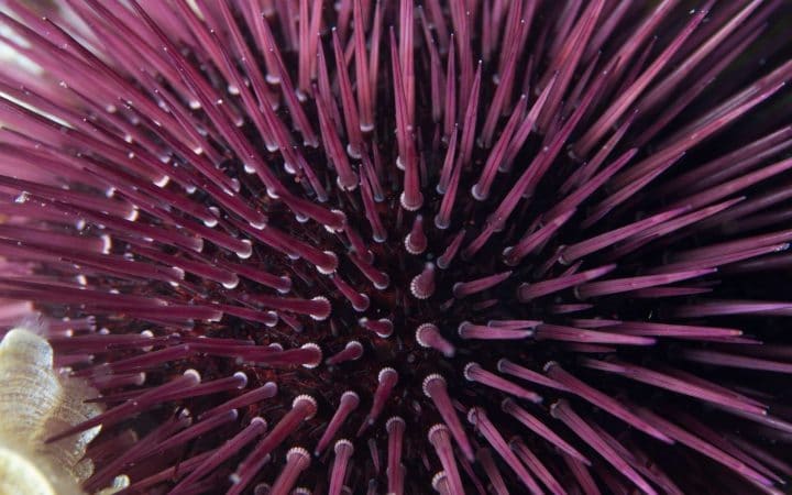 oursins, taylor swift, peurs, phobies, stars