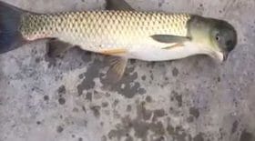 poisson tête d'oiseau mutant hybride