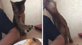 chat poulet
