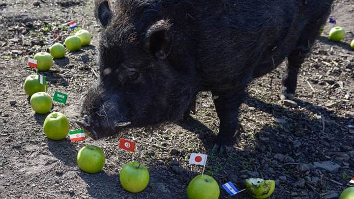 coupe du monde cochon medium