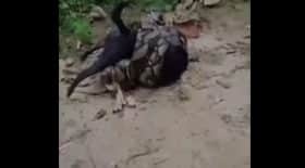 python