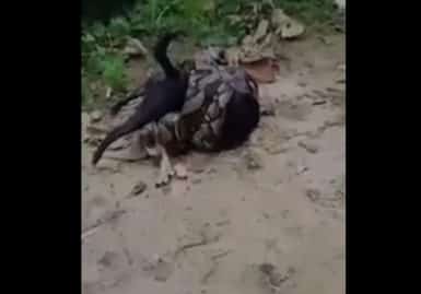 python
