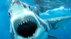 requin, grand requin blanc, océan, Majorque, Espagne