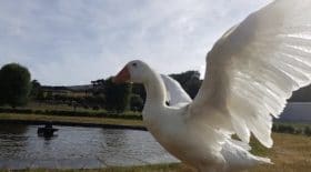 La mort de Thomas, l'oie bisexuelle et polyamoureuse, endeuille la Nouvelle-Zélande