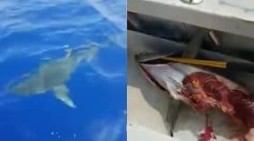 un requin dévore un thon de 60 kgs !