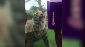 tigre
