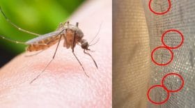 expérience vidéo moustiques à travers les vêtements