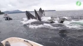 Ces touristes reçoivent une visite inattendue !