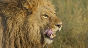 Lion
