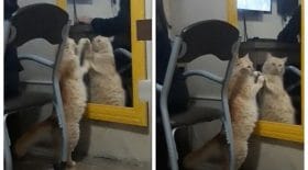 chat se voit dans le miroir