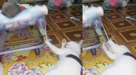 ce chat trop mignon berce son maitre