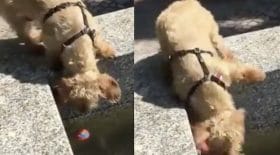 ce petit chien n'arrive pas à récupérer la balle tombée dans le bassin