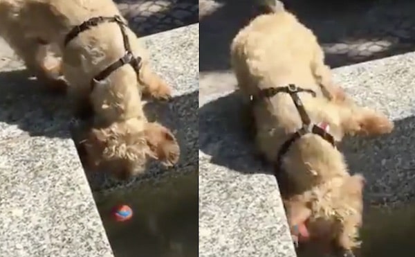 ce petit chien n'arrive pas à récupérer la balle tombée dans le bassin