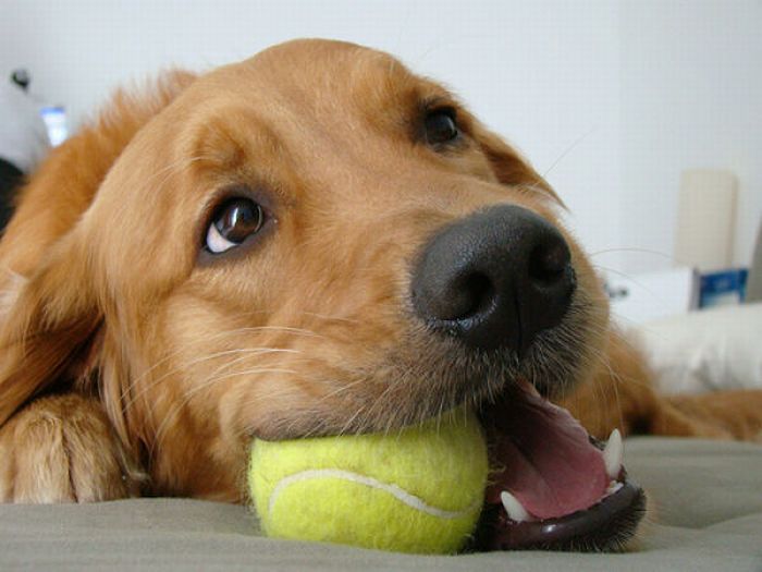 Faire jouer votre chien avec une balle de tennis est dangereux pour lui et  voici pourquoi