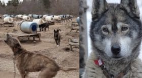 ces chiens de traineau vivent un enfer l'été