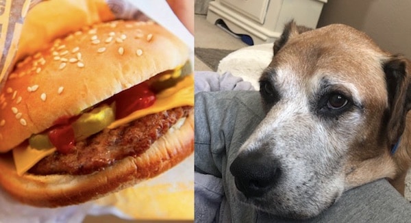 Le geste émouvant de Burger King à un chien en phase termminale