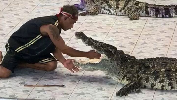 crocodile mange bras dresseur
