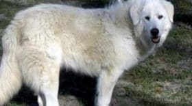 Ce chien meurt tragiquement en tentant de sauver la vie de son maitre