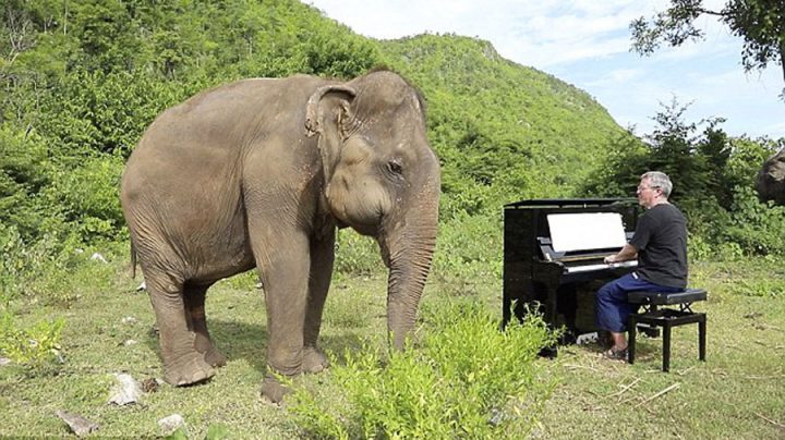 éléphante aveugle danse piano