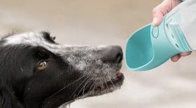 gourde pour chien