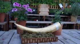 joint cher enchères roulé feuille d'or bubble hash
