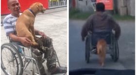 maitre handicapé