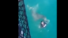 face à face avec un requin