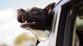 permis pour être autorisé à détenir un animal de compagnie