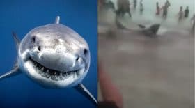 requin échoué