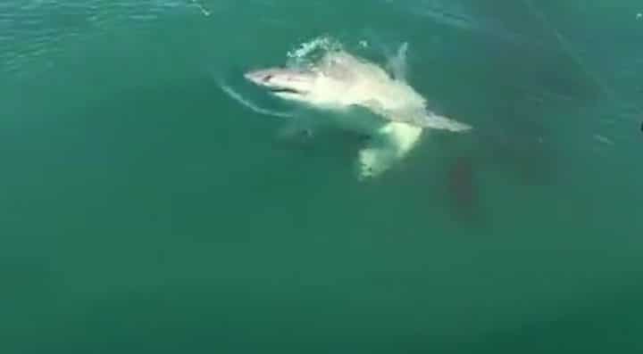 Un requin en attaque un autre et c'est un carnage